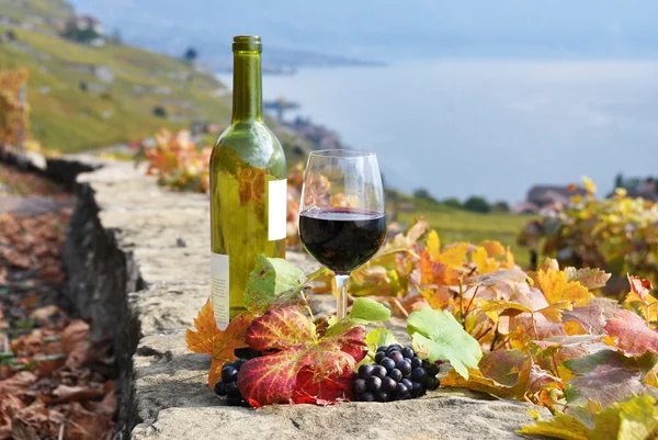 Vin rouge et une branche de raisin sur la terrasse vignoble à Lavau — Photo