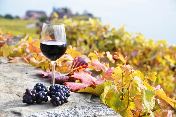 Copa de vino tinto en el viñedo terraza en la región de Lavaux, Swit — Foto de Stock