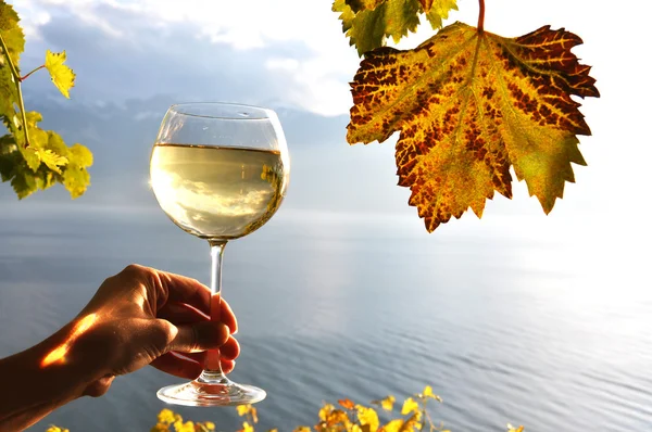 Bodega en la mano contra los viñedos de la región de Lavaux, Switze — Foto de Stock