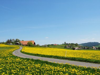 doğal çayır emmental bölgesinde, İsviçre