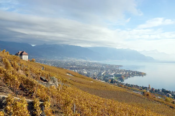 Vinhas na região de Lavaux, Suíça — Fotografia de Stock