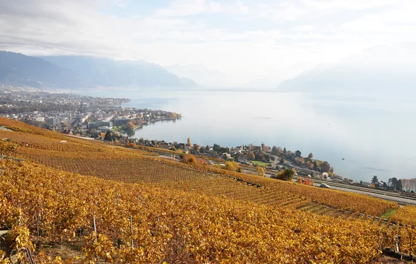 Vinodlingar i lavauxregionen, Schweiz — Stockfoto