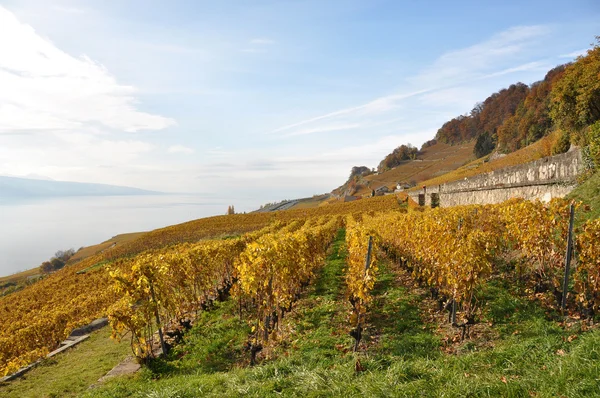 Winnice w regionie lavaux, Szwajcaria — Zdjęcie stockowe
