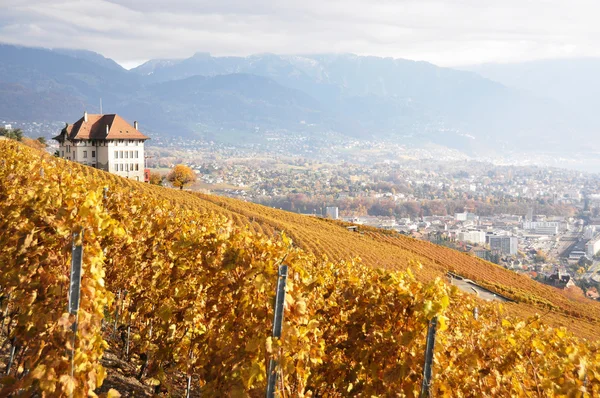 Vinice v regionu Lavaux, Švýcarsko — Stock fotografie