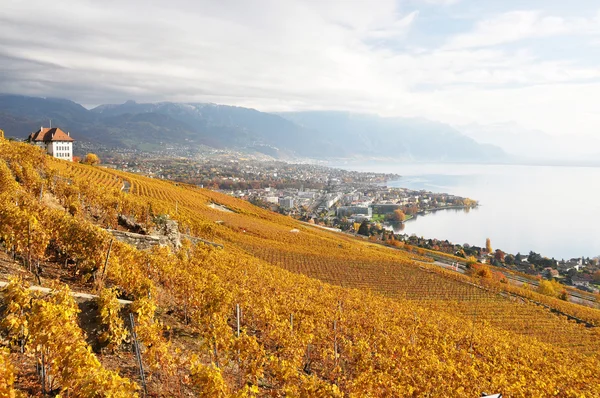 Szőlőültetvények Lavaux régióban, Svájcban — Stock Fotó