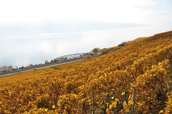 Vinice v regionu Lavaux, Švýcarsko — Stock fotografie
