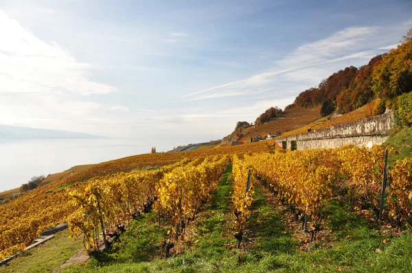 Vigneti nella regione di Lavaux, Svizzera — Foto Stock