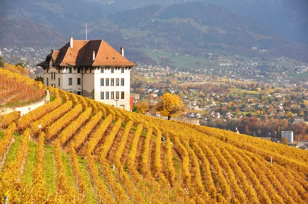 Vinhas na região de Lavaux, Suíça — Fotografia de Stock