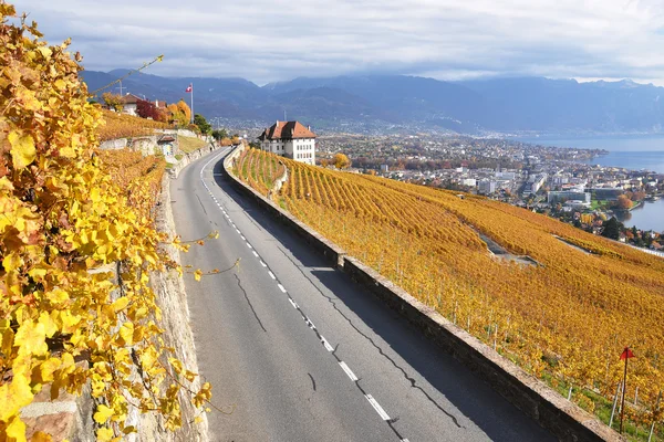 Route à travers les vignobles de la région de Lavaux, Suisse — Photo