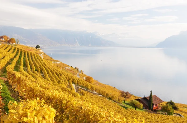 Viñedos en la región de Lavaux, Suiza — Foto de Stock