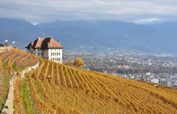 Wijngaarden in de lavaux regio, Zwitserland — Stockfoto