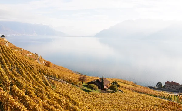 Wijngaarden in de lavaux regio, Zwitserland — Stockfoto