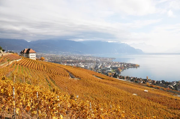 Vinodlingar i lavauxregionen, Schweiz — Stockfoto