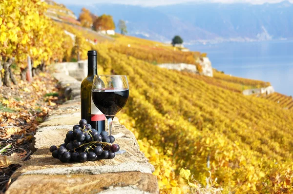 Rode wijn en druiven op de wijngaard met terras in lavaux-gebied, sw — Stockfoto