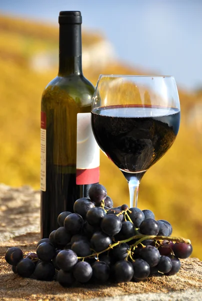 Vinho tinto e uvas na vinha terraço na região de Lavaux, Swi — Fotografia de Stock