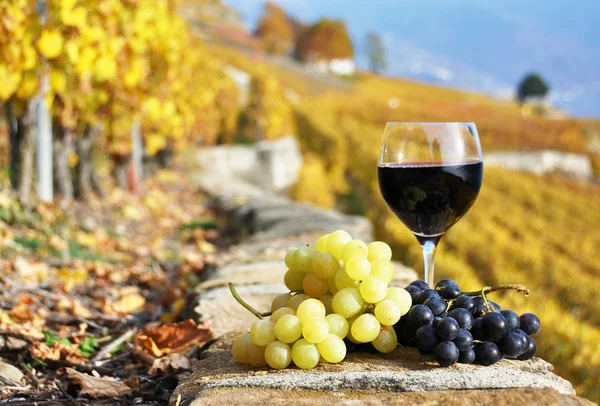 Glass of red wine and grapes on the terrace vineyard in Lavaux r — Stock Photo, Image