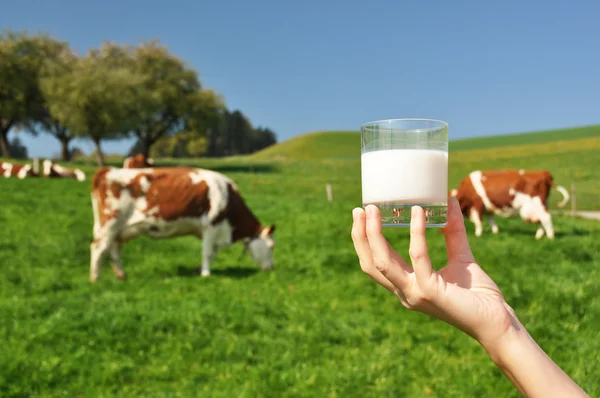 Glas Milch in der Hand gegen Kuhherde — Stockfoto