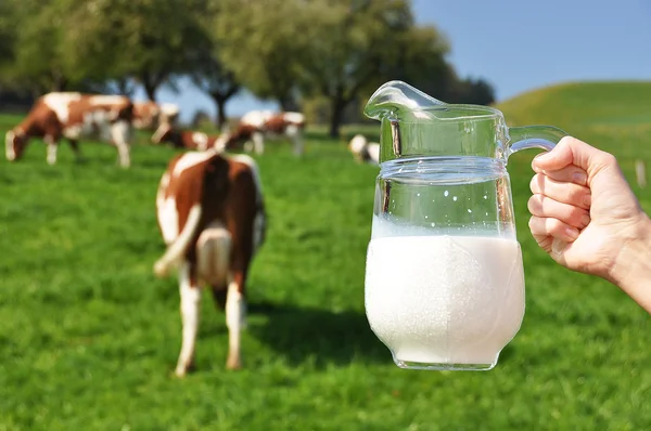 Jarra de leche contra manada de vacas. Región emmental, Suiza — Foto de Stock