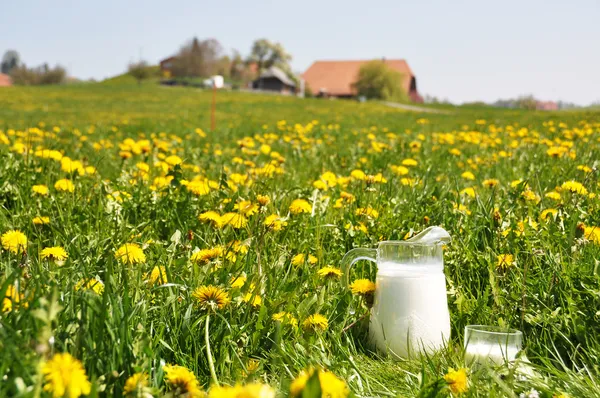 Una jarra de leche en el prado de primavera. Región emmental, Suiza — Foto de Stock