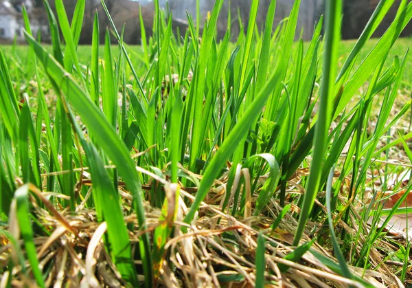 Grama verde — Fotografia de Stock