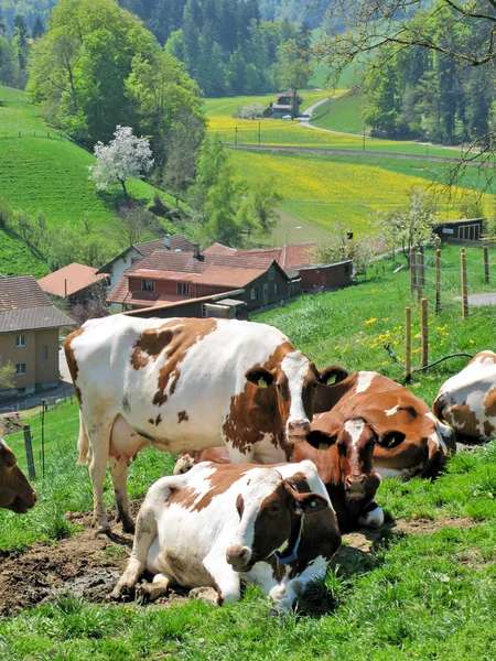 Mucche nella regione Emmental, Svizzera — Foto Stock