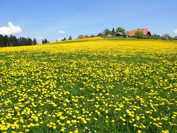 Prairie pittoresque dans la région Emmental, Suisse — Photo
