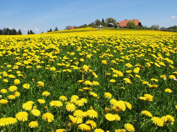 Schilderachtige weide in emmental regio Zwitserland — Stockfoto