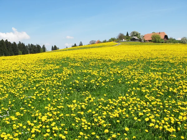 Malownicze łąki w regionie emmental, Szwajcaria — Zdjęcie stockowe