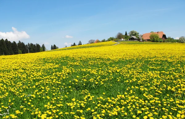 Wiosna w emmental, Szwajcaria — Zdjęcie stockowe