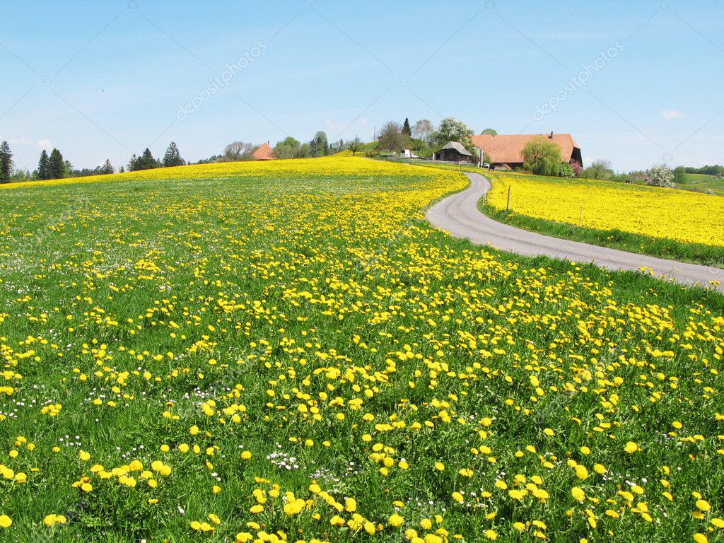 Scenic meadow in Emmental region, Switzerland — Stock Photo © happyalex