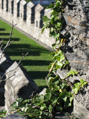 Antik duvar Ivy bush. Bellinzona, İsviçre