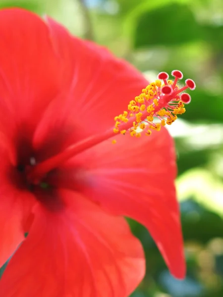 Arnottianus czerwony hibiscus (płytkie Dof) — Zdjęcie stockowe