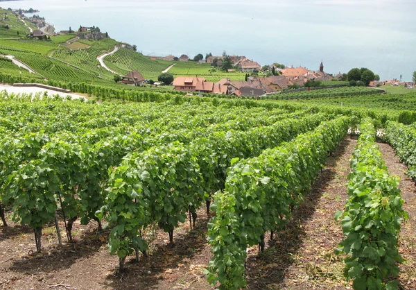 Winnice w regionie lavaux, Szwajcaria — Zdjęcie stockowe