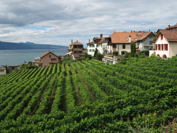 Berühmte Weinberge in der Region Lavaux gegen den Genfer See. Schweiz — Stockfoto