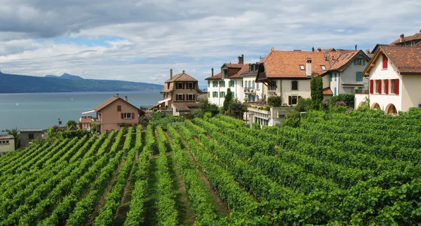Szőlőültetvények lavaux, Svájc — Stock Fotó