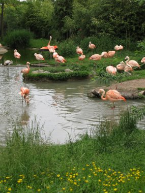 flamingolar Zurih Hayvanat Bahçesi