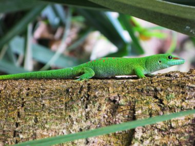 Madagaskar gün gecko