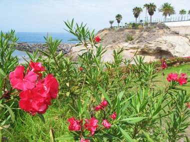 Costa Adeje.Tenerife adası, Kanaryalar