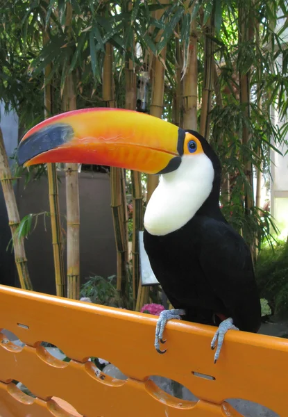 Toucan bird on orange bench — Stock Photo, Image