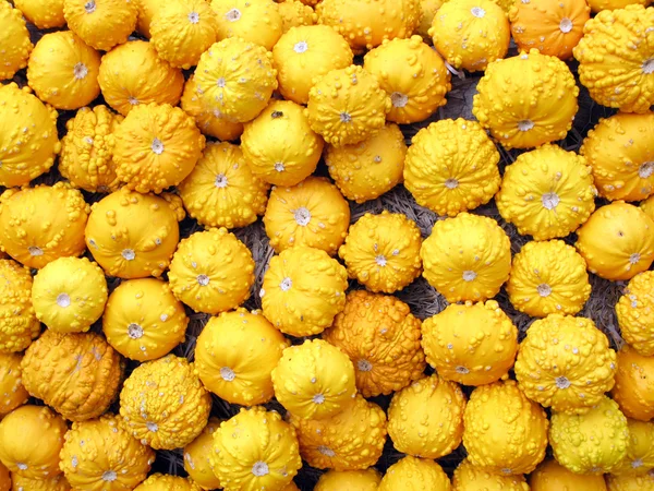 Various pumpkins — Stock Photo, Image