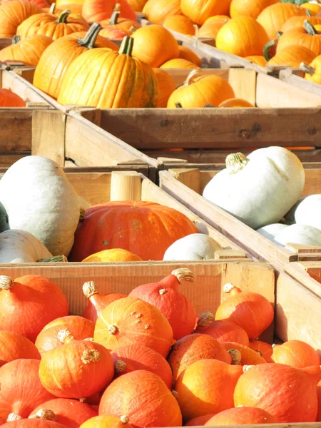 Calabazas en las cajas — Foto de Stock