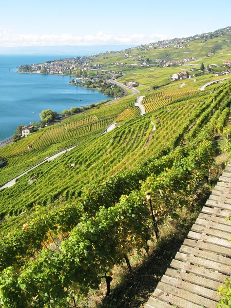 Viñedos en Lavaux, Suiza —  Fotos de Stock