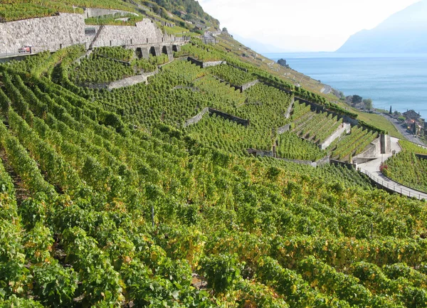 Winnice w regionie lavaux, Szwajcaria — Zdjęcie stockowe