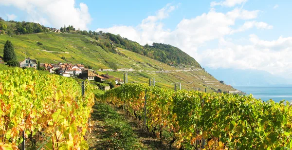 Berömda vingårdarna i lavaux regionen, Schweiz — Stockfoto