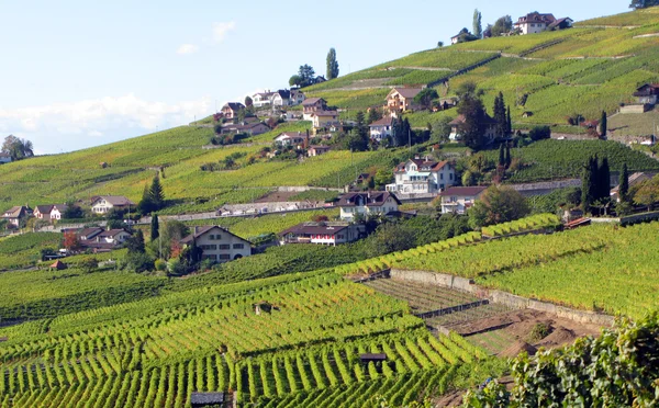 Vinhas famosas na região de Lavaux, Suíça — Fotografia de Stock