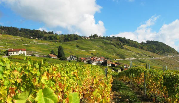 Słynne winnice w regionie lavaux, Szwajcaria — Zdjęcie stockowe