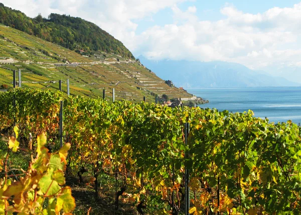 Slavné vinice v regionu lavaux, Švýcarsko — Stock fotografie
