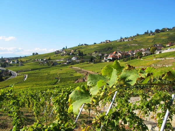 瑞士拉沃葡萄园小地区著名的葡萄园 — 图库照片