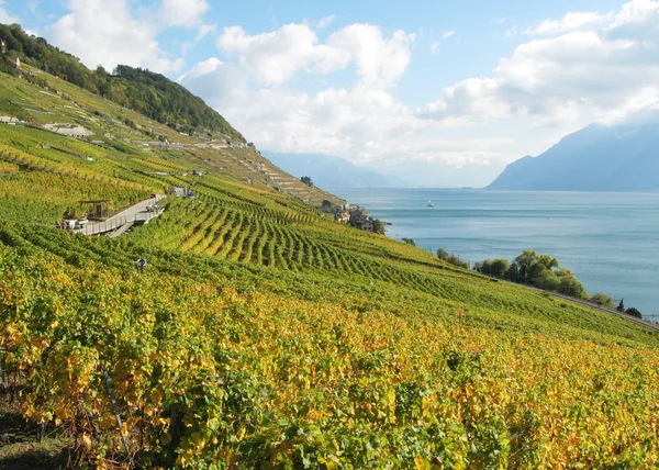 Vinice lavaux, Švýcarsko — Stock fotografie