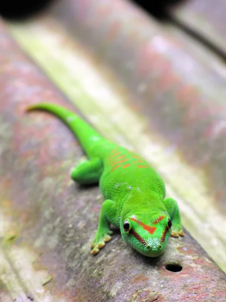 Zelená gecko den Madagaskar na Palmu — Stock fotografie